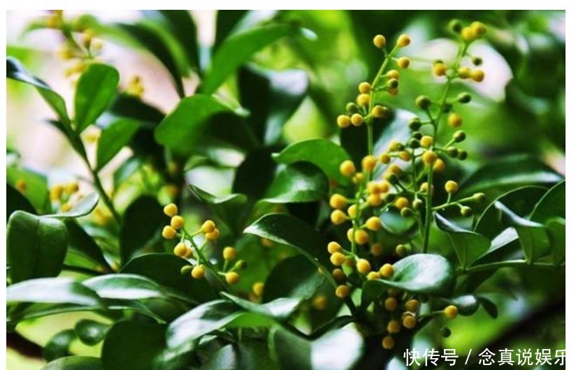 习性|养花请别再相信几天浇一次水,正确的浇水方法全在这!