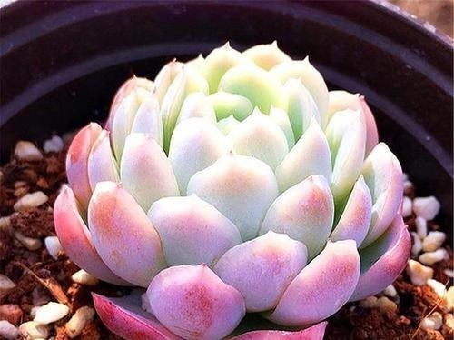 冬天|多肉想半个月就化了,都是“水太多”,这样浇水才有胖多肉