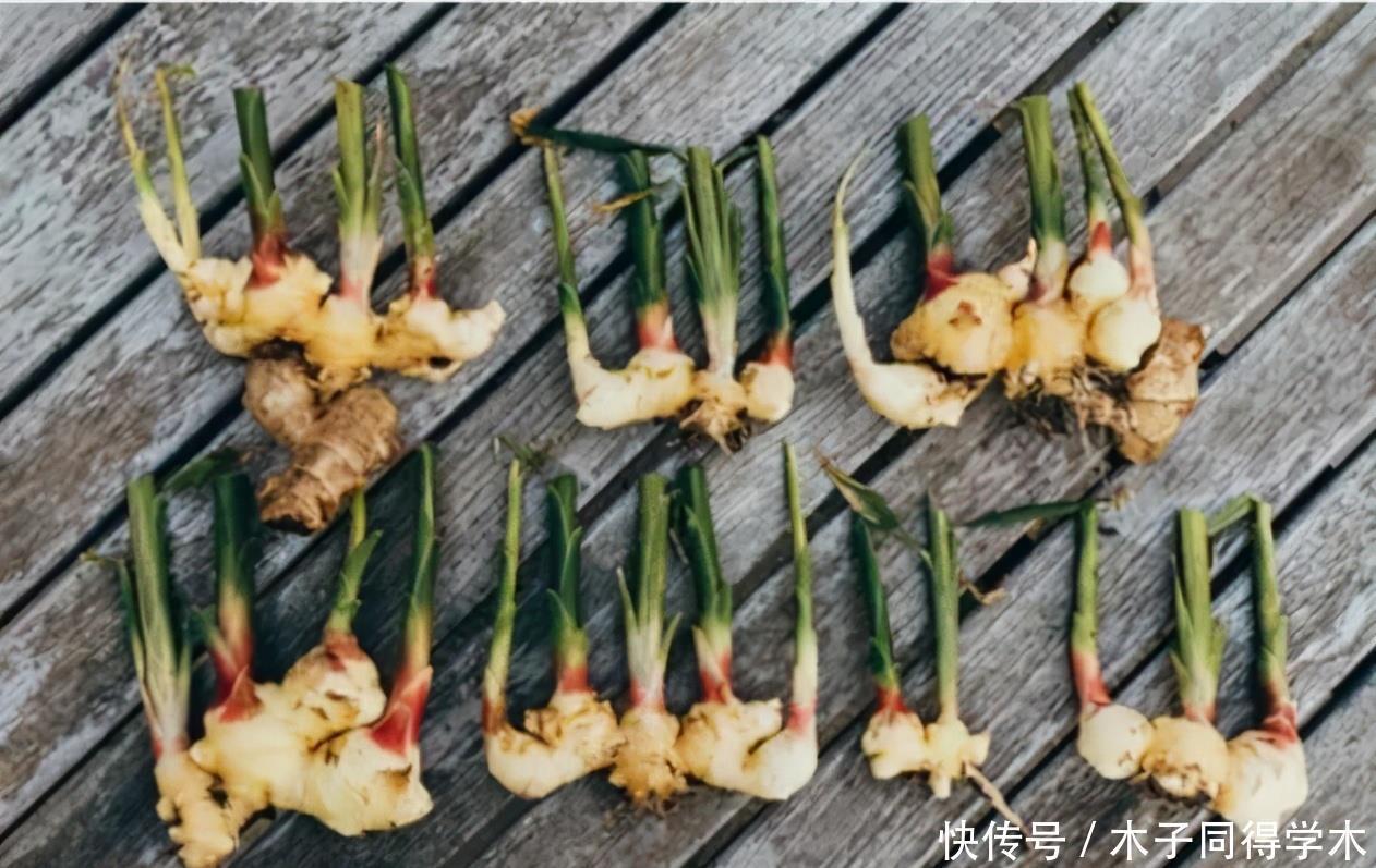 盆栽|阳台种生姜,只用泡沫箱,挖出几十斤,轻松收货“姜山”