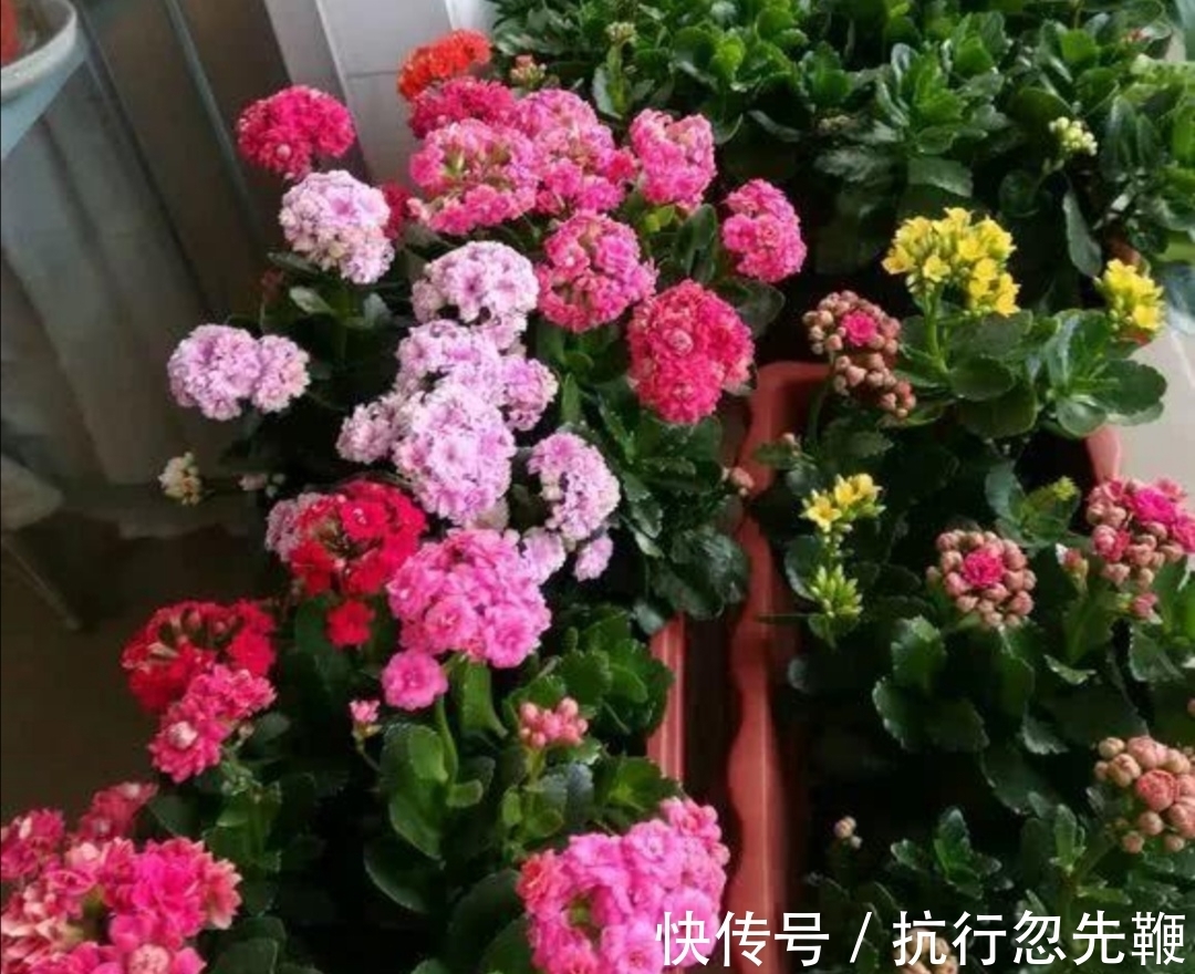 花友们都喜爱的“2种花”,开花漂亮又好养,还能大量繁殖