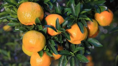 紊乱|吃一口胜过8斤梨，甲乳科医生：坚持吃，甲状腺结节一天天变小