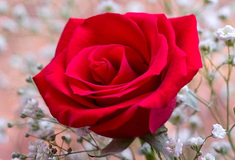 “精品玫瑰”红唇，似少女般迷人，艳丽沉稳，可以说是养花必备