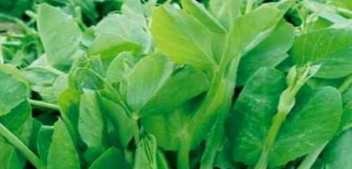 茼蒿|女性养生,坚持吃4种的食物,排出毒素,净化血液,滋养女性子宫