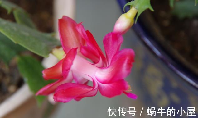 栽种|九月，很多养花人要笑了，因为7个好消息接踵而来