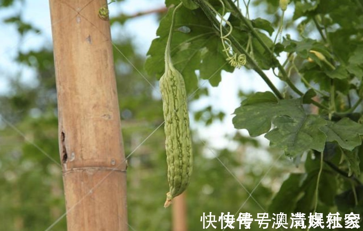 时节|三伏天是祛湿好时节,坚持做好7件事,祛湿排毒,小腹也平坦了