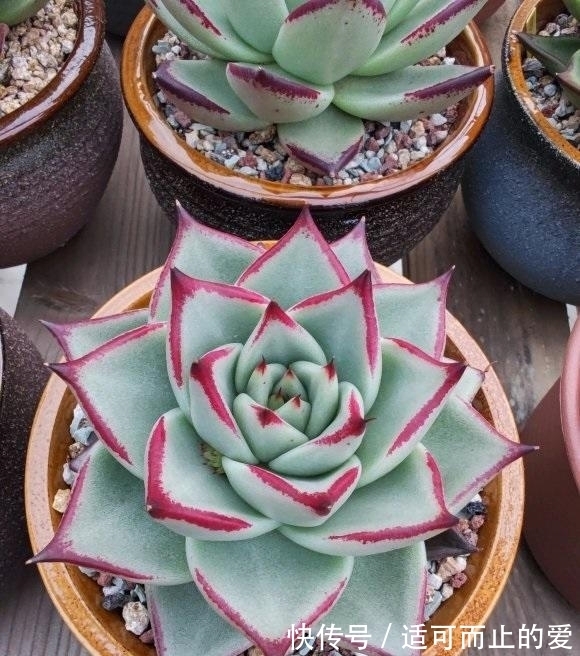 乌木|乌木养出状态,做到2点,露养,暴晒,晒上30天绿叶变黑叶