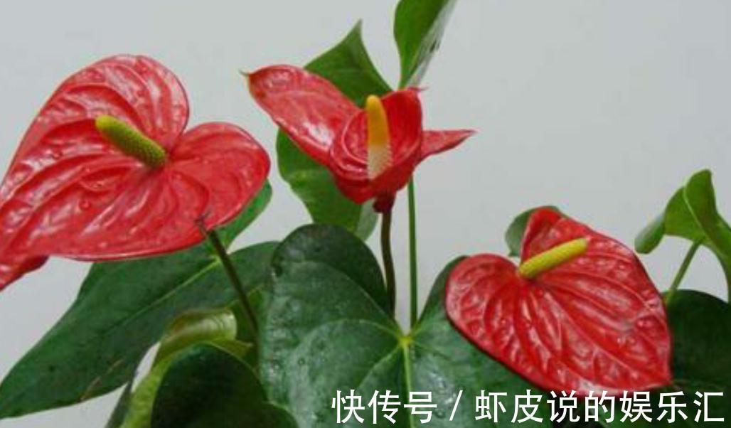 红掌只长叶不开花,新叶长出做好这两点,一叶一花更旺盛