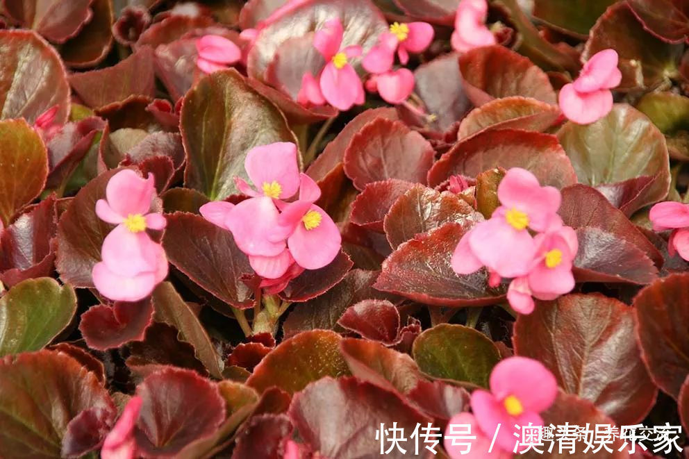 四个形态各异的秋海棠品种,你喜欢观叶的还是观花的