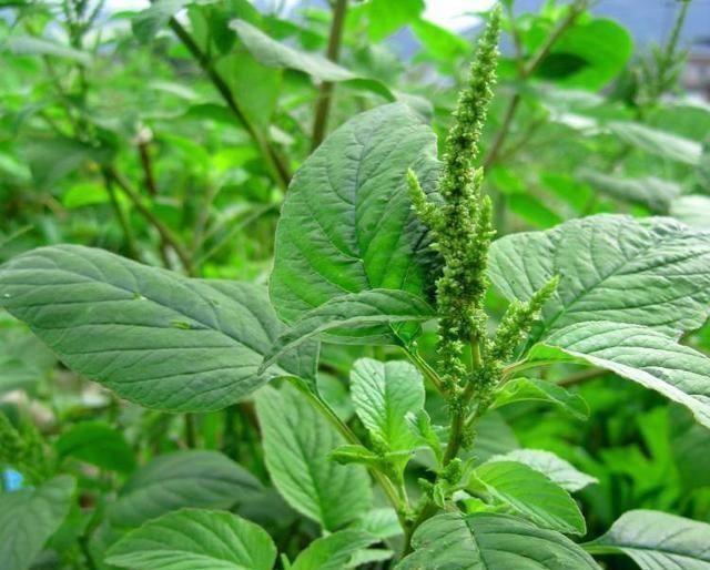  野苋菜|农村路边的野草，全身是宝，用根煲汤是一绝，健身祛病、润肤美容