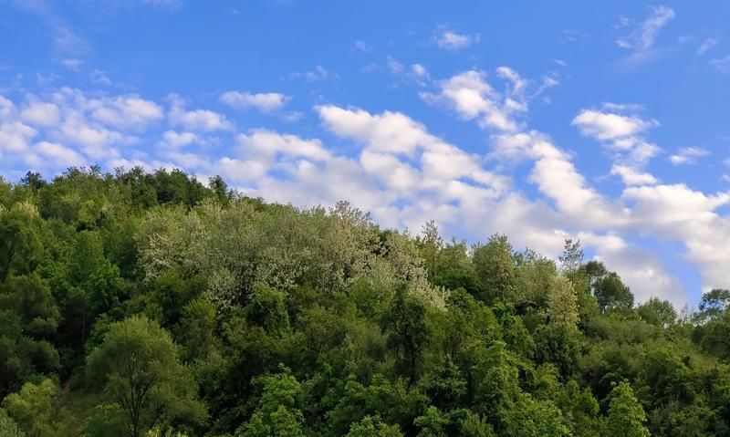 小脚掌|又到初夏日，山村槐花香