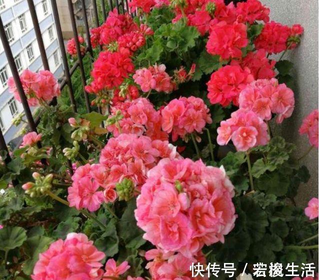 4种花生命力很顽强,沾土就能活,懒人新手都能养好,美不胜收