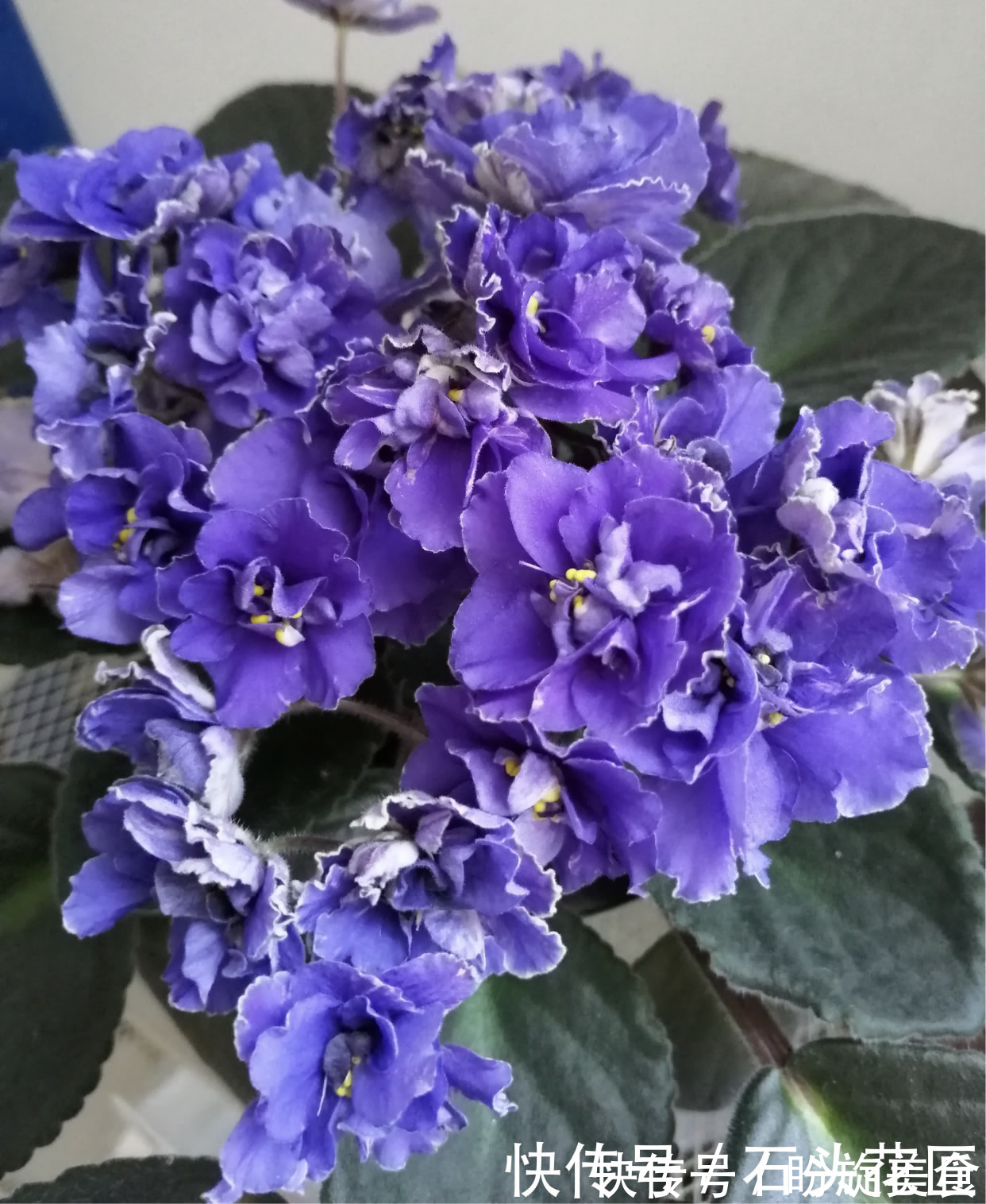 花卉|寓意“紫气东来”的5种花,养在家里“年年”都能开,太赞了