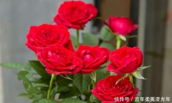 最受欢迎的“4种花”,开花漂亮又好养,四季繁花似锦,姿色艳丽