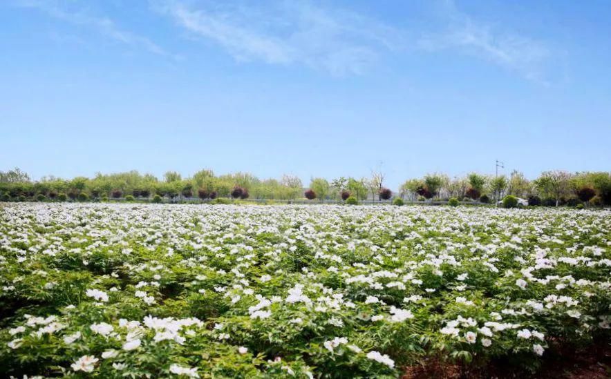 太美了！2021年铜山最新赏花地图出炉！竟有这些地方可以游玩儿…