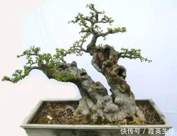 树木|盆景制作技法夏天来到，盆景脱衣换锦，有6种好处