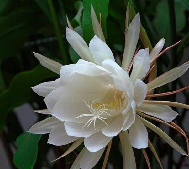 昙花|最有仙气的3种花,迷人的花朵,开满整个花盆,快养起来吧!
