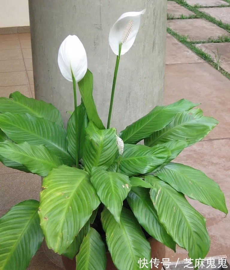 养花小知识,白掌篇