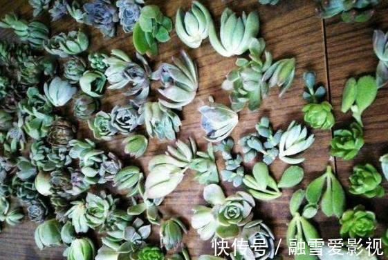 扦插多肉:怎么让枝叶早点生根发芽?这里就有4个方法