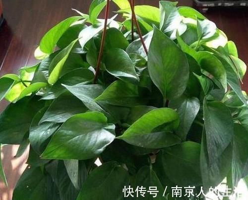 养护|4种植物最适合懒养，十天半个月不用浇水，照样长势旺
