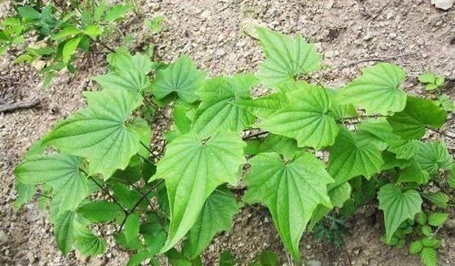 风湿性关节炎|农村一种平凡的野草,地下藏着“金不换”,泡酒是养生神器