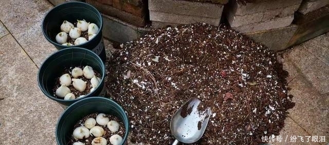 就可以|这种花像“酒杯”,不怕冷好养活,曾经的“天价花”,现在处处开