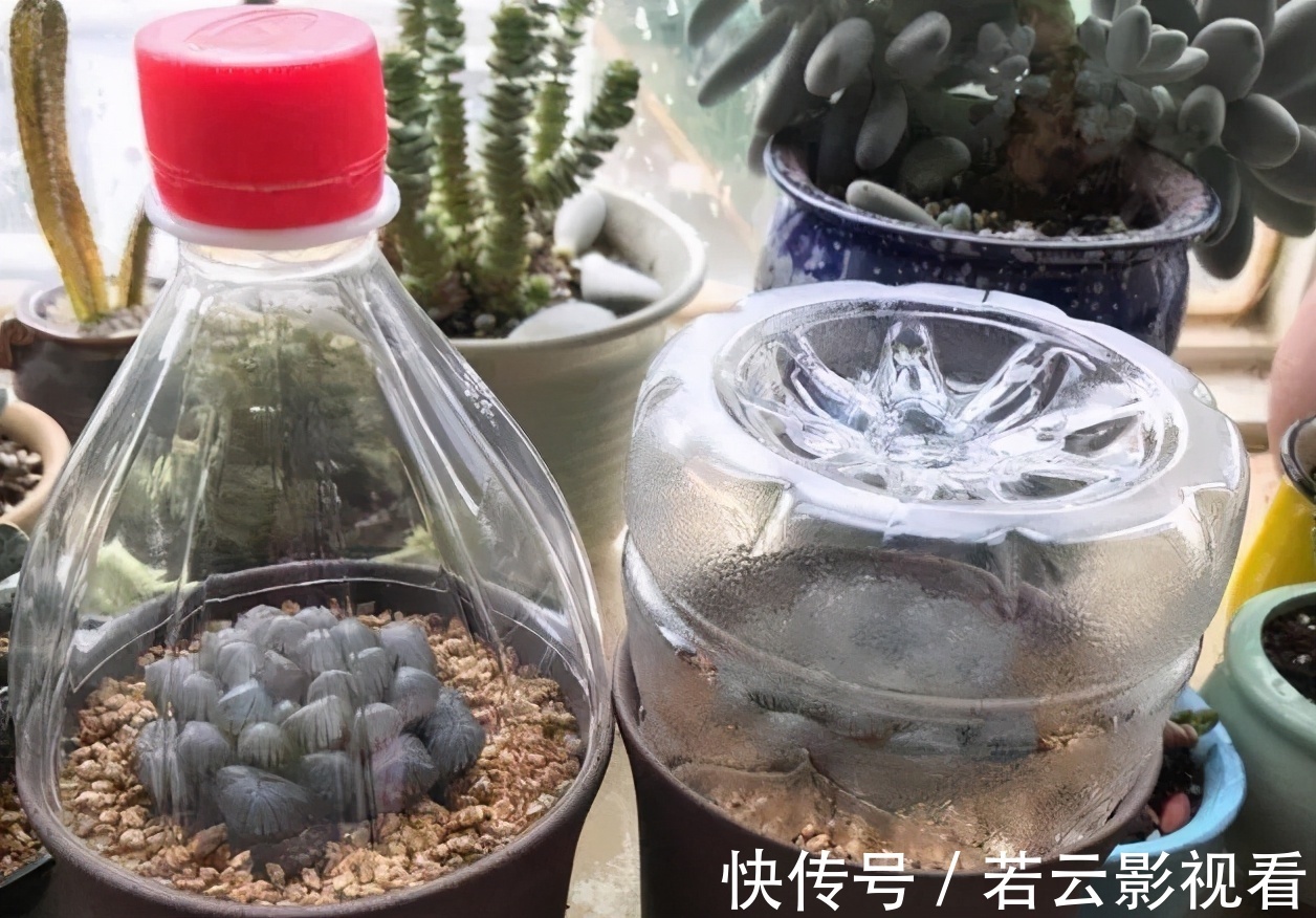晶莹剔透|漂亮的多肉玉露是怎么养出来的？春天把握住这几点，叶片晶莹剔透