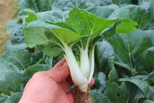 黄花菜|想长寿全靠吃,3种食物不可少,补充营养,增强体质!