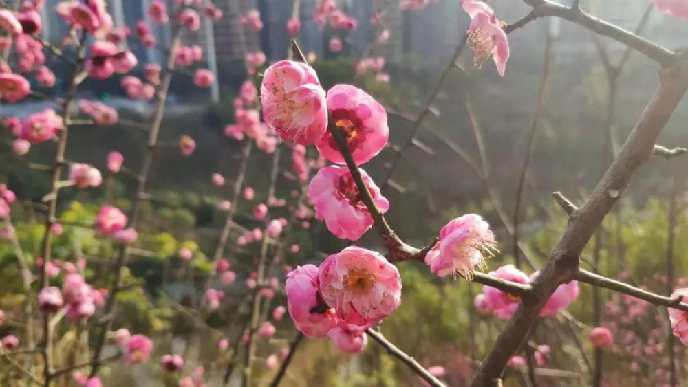 春日暖阳，綦江花花花花花来了...