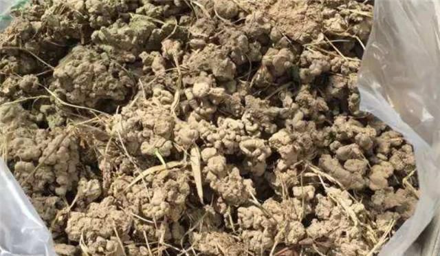 蚯蚓|养花不烂根,捡来小东西垫在盆底,叶绿根壮猛开花