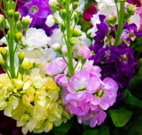 鸡冠花|聪明人都养4种花,福旺运旺财更旺,财运爆发,事业风生水起