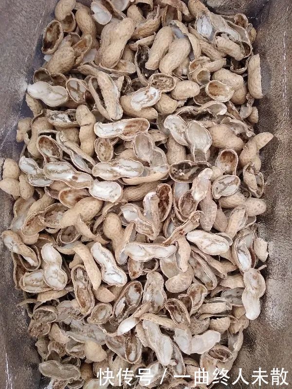 养花技巧1粒花生丢水里,比绿萝好看100倍,沤肥又能做菜