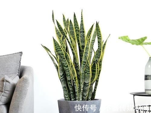 柳树皮|秋养虎皮兰就用这几招，姿态美快速爆新芽