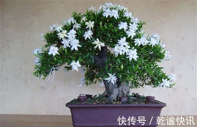 养栀子花，几个“小技巧”，三年养成树，开花满枝，芳香又美丽！