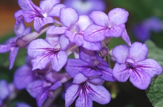 养花不妨试试这些花草,好养易爆盆,放在客厅散发阵阵清香