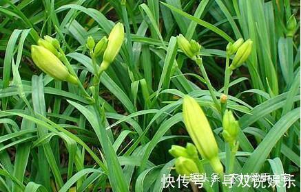 大脑|农村这种不起眼的“野菜花”,竟是大脑的天然保护神,你认识吗