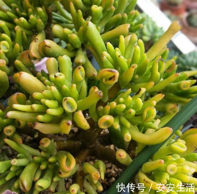 家中养这“4种花卉”，自带“财气”，有钱人养家里都养一盆