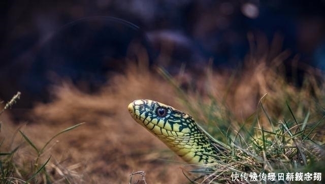 敢相信体长超2米的毒蛇克星 只比蟒蛇小一点 却人畜无害 天合乐学帮助家长发现孩子的更多可能