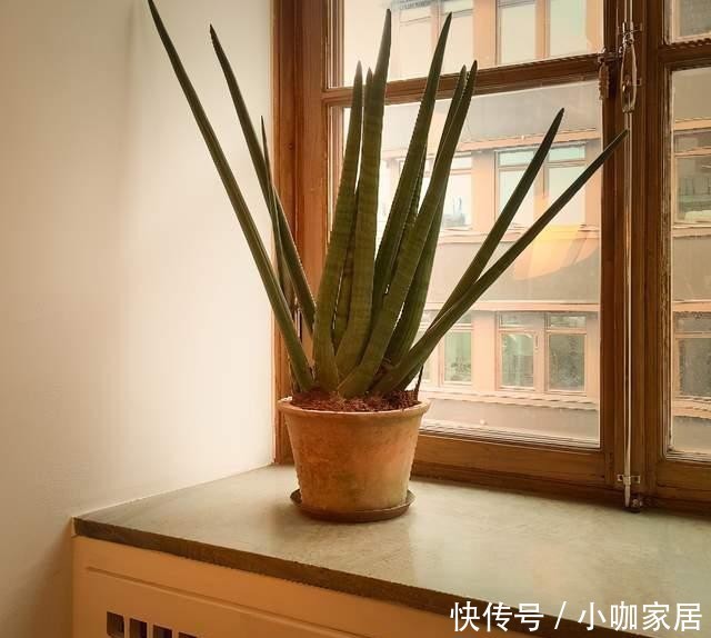 定要注意|虎皮兰作用多,养护技巧也简单,这么好的盆栽谁不喜欢