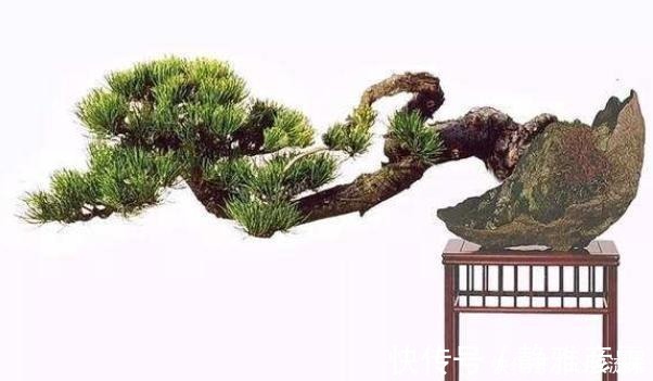 舍利干|盆栽案例欣赏,最贵的是舍利干,桃花类的美极了!