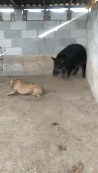 搞笑|搞笑GIF：少年这是三级跳比赛，不是跑步比赛，原谅我不厚道的笑了。