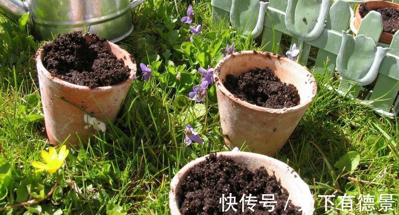 植株|从买花到养花,该如何实践落实“养花先养根”的俗语?