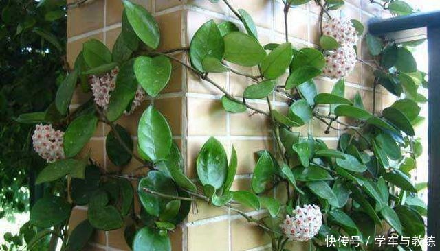 球兰,叶子似绿萝,比绿萝还耐阴,开花满屋香!