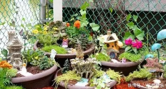 几种很耐寒的花,在冬天依旧开花美艳