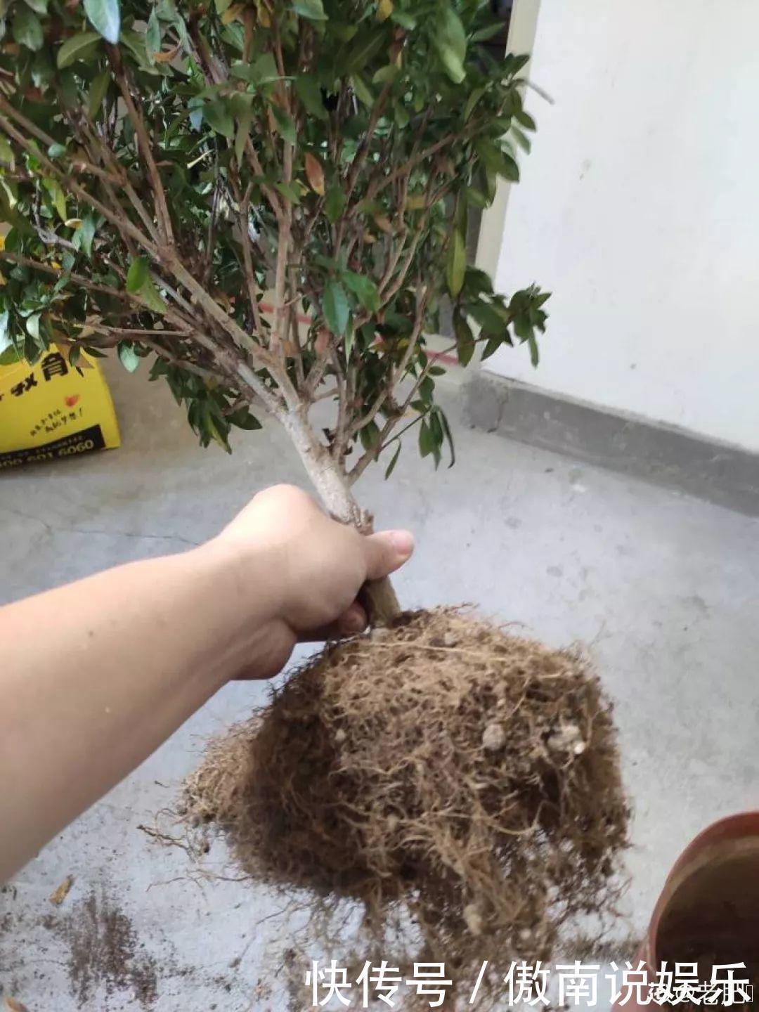 大疙瘩|盆土硬成大疙瘩,浇点松土剂,立马软得像发糕!