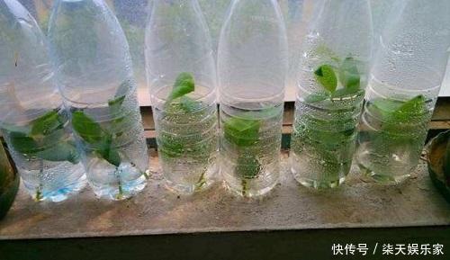 月季|塑料瓶太好用了!扦插月季、叶插多肉,都能派上用场