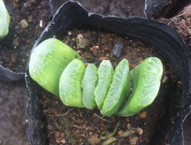 花草|养花“不买”营养土,回家找“4种料”掺一掺,养啥花都旺爆盆