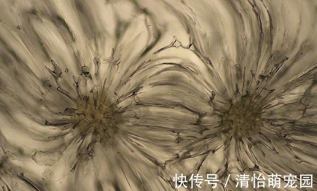 oppo|微观世界有多神奇？在肉眼不可见的景色里，竟然藏着另一个春天
