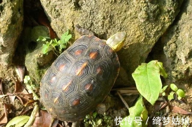 国龟&两种国龟的悲歌——古时的山泽常客到现今的附录稀客