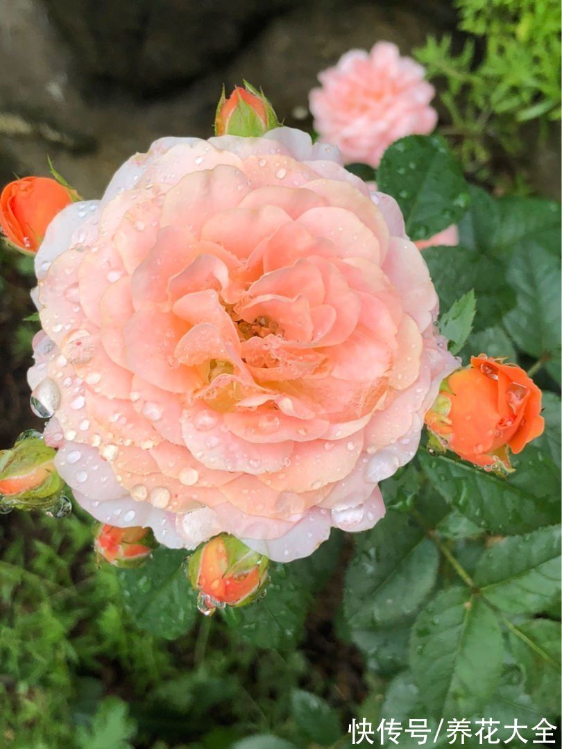 海棠|初春养花，选4种开花多的，阳台变花海