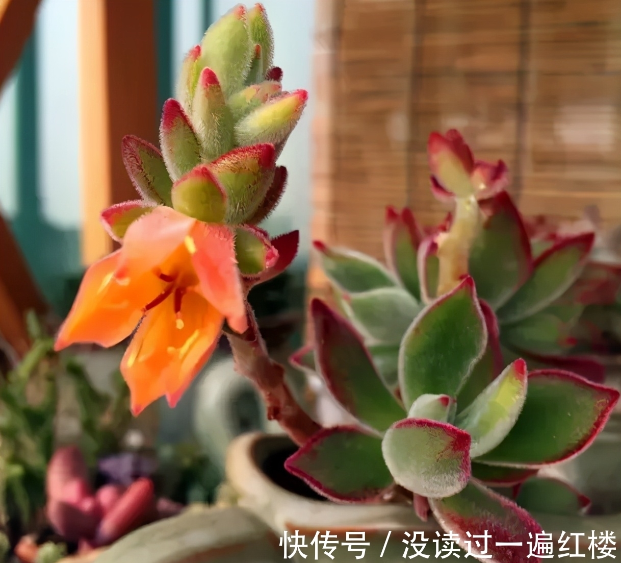 烦恼多肉开花该不该留?搞清楚“为什么”,想留就留、想剪就剪